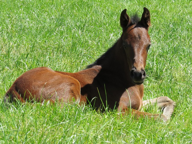 JR x Lady Zeaphyrene 14 bf 10d